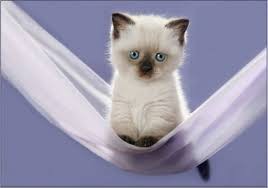 un chat dans un hamac